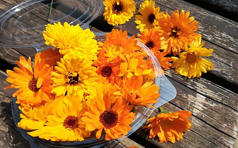Calendula officinalis pianta amica della pelle