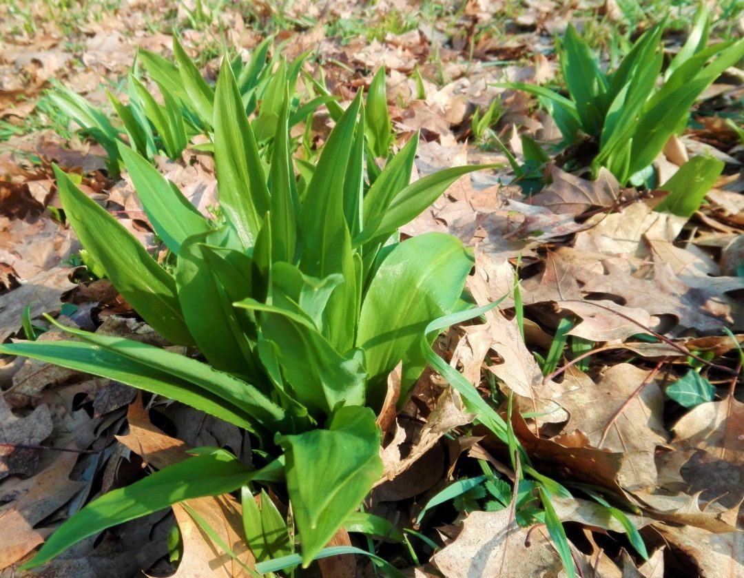 Perché c’è tanto aglio selvatico nel Parco di Monza? Growbellis Perché c’è tanto aglio selvatico nel Parco di Monza? Growbellis