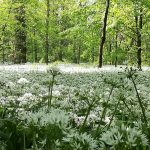 Chi ha piantato l’aglio orsino nel Parco di Monza?