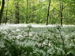 Scopri di più sull'articolo Chi ha piantato l’aglio orsino nel Parco di Monza?