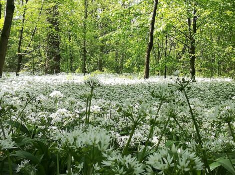 Chi ha piantato l’aglio orsino nel Parco di Monza?