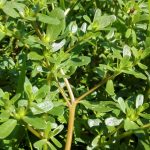 Portulaca oleracea il concentrato di vitamine