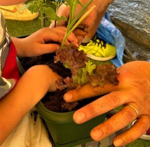 Scopri di più sull'articolo Cosa é un giardino che cura?