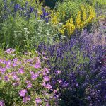 Come si seminano  i fiori che piacciono agli insetti impollinatori  ?