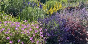 Scopri di più sull'articolo Come si seminano  i fiori che piacciono agli insetti impollinatori  ?