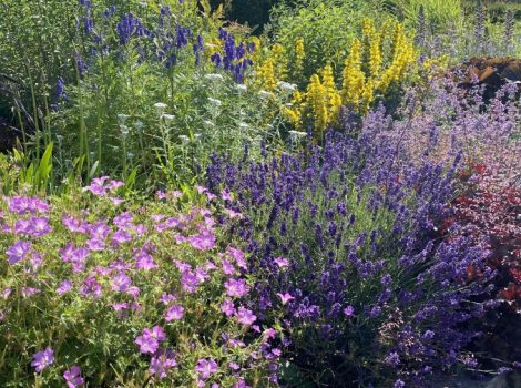 Come si seminano  i fiori che piacciono agli insetti impollinatori  ?