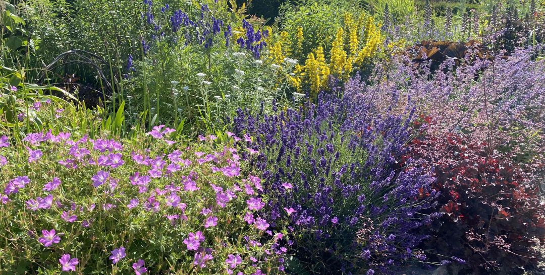 Scopri di più sull'articolo Come si seminano  i fiori che piacciono agli insetti impollinatori  ?