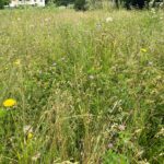 Fiorume : un prato di fiori autoctoni in cassetta