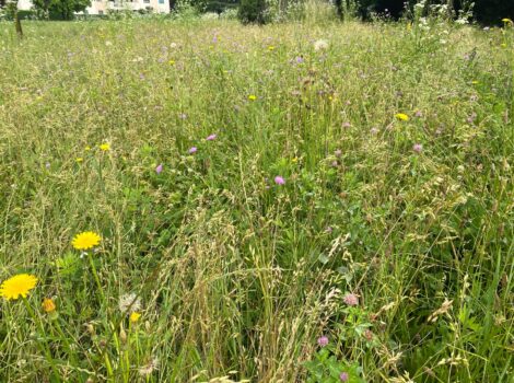 Fiorume : un prato di fiori autoctoni in cassetta