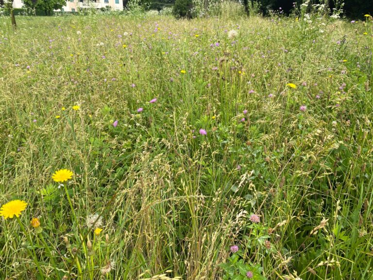 Fiorume : un prato di fiori autoctoni in cassetta