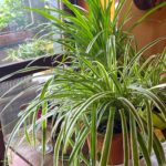 Verde che cura, piante che vivono: piccole meraviglie da scrivania