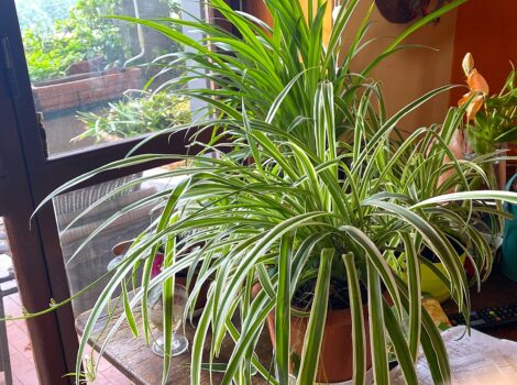 Verde che cura, piante che vivono: piccole meraviglie da scrivania