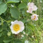 Come preparare un oleolito di rosa canina: rimedio naturale per pelle luminosa e rigenerata