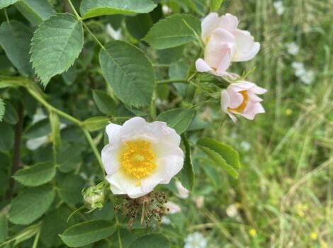 Come preparare un oleolito di rosa canina: rimedio naturale per pelle luminosa e rigenerata