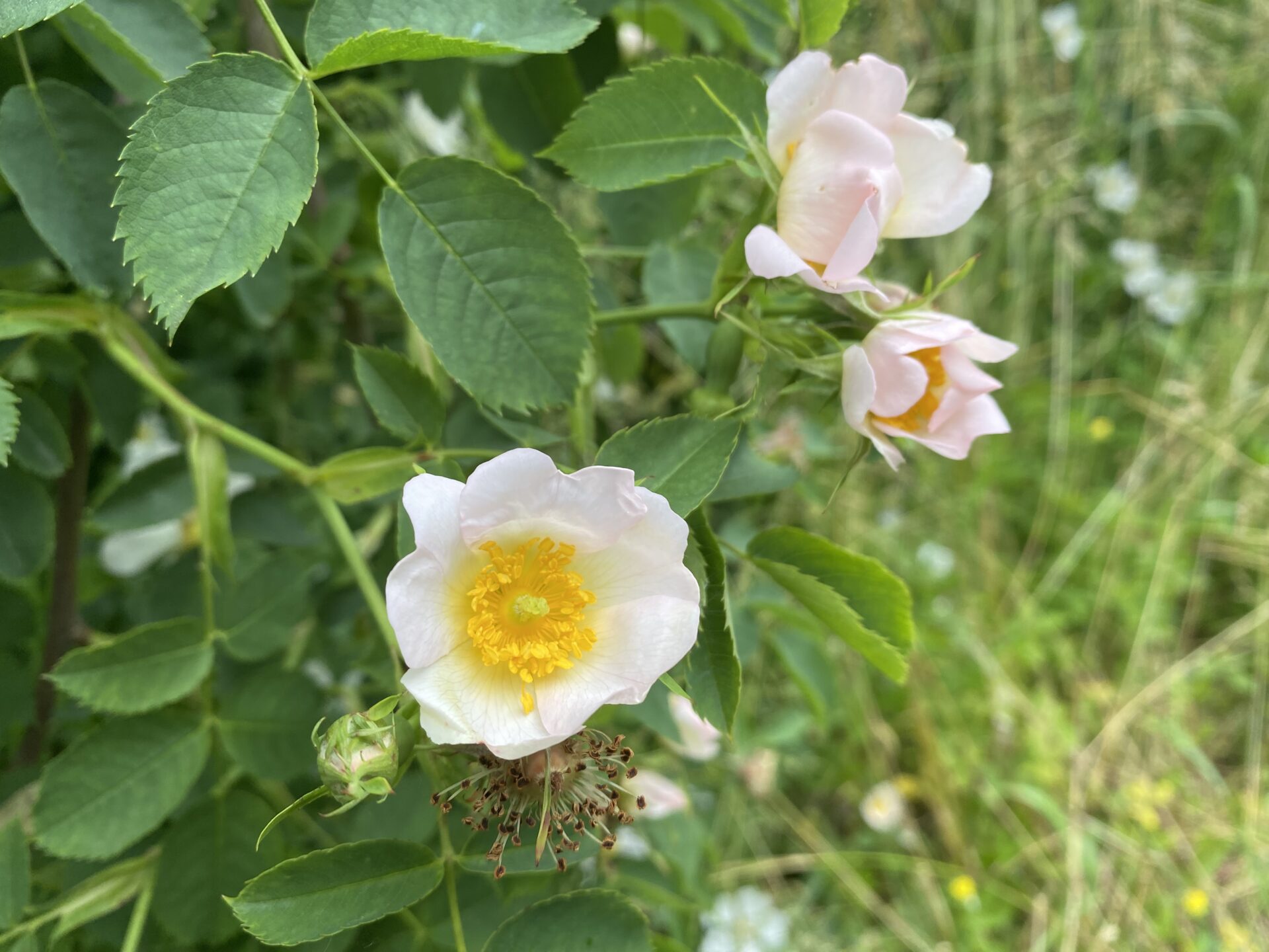 Scopri di più sull'articolo Come preparare un oleolito di rosa canina: rimedio naturale per pelle luminosa e rigenerata