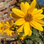 Helianthus tuberosus: il Topinambur, fiore del sole e dono d’autunno