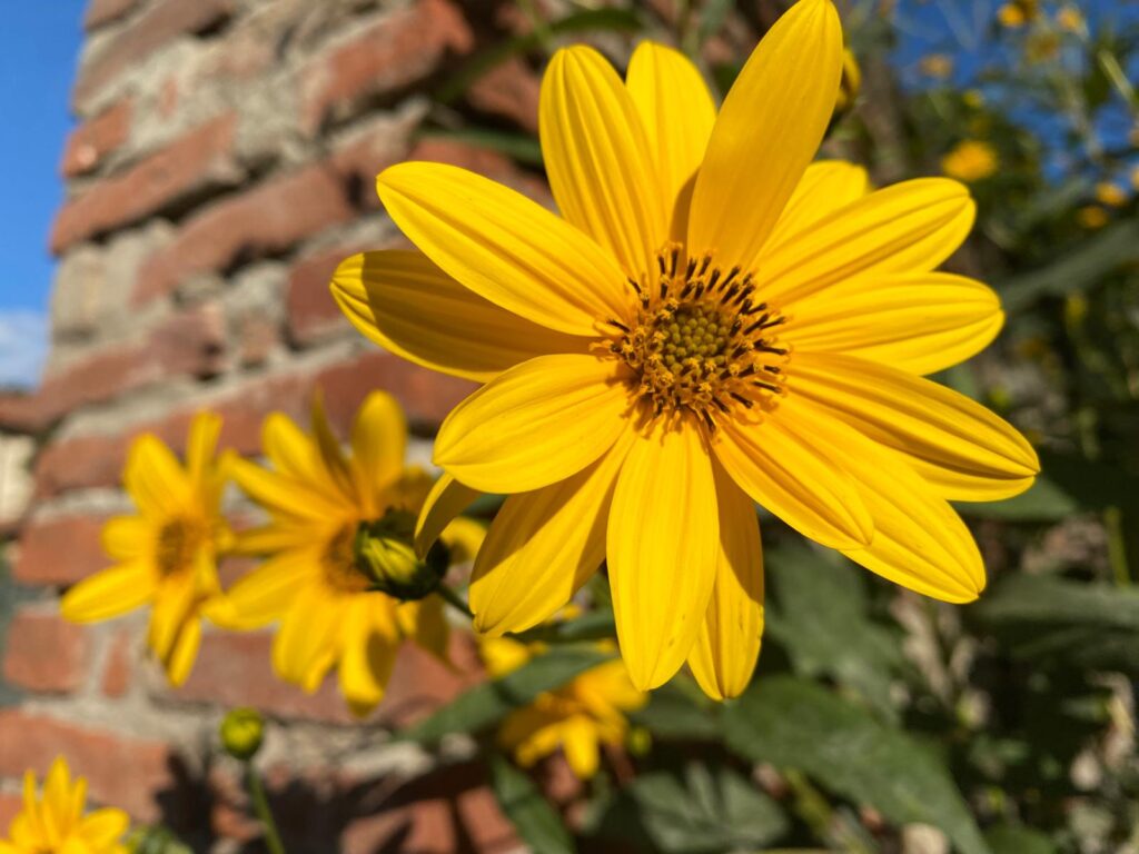 Topinambur un fiore nativo americano