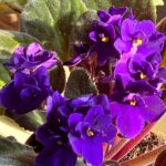 🌸 Violetta Africana (Saintpaulia): una piantina non trendy, meravigliosa, rilassante e facile da amare