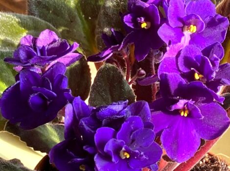 🌸 Violetta Africana (Saintpaulia): una piantina non trendy, meravigliosa, rilassante e facile da amare