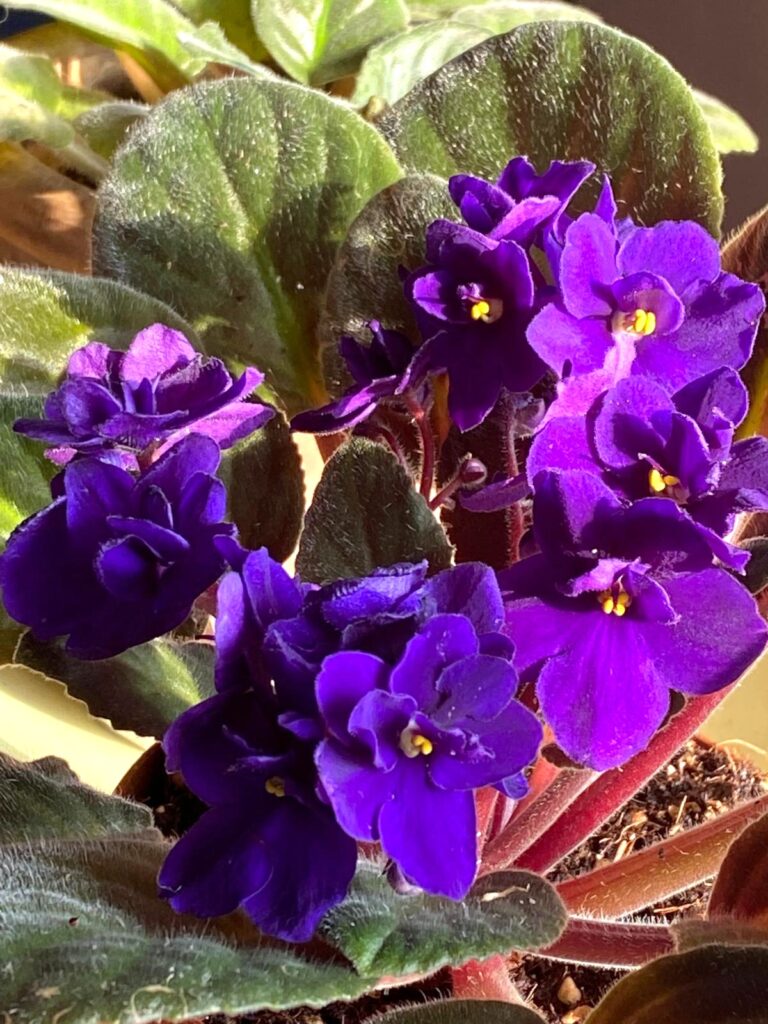 🌸 Violetta Africana (Saintpaulia): una piantina non trendy, meravigliosa, rilassante e facile da amare